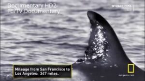 Killer Whale VS Great White Shark