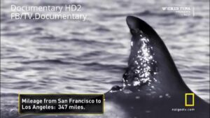 Killer Whale VS Great White Shark